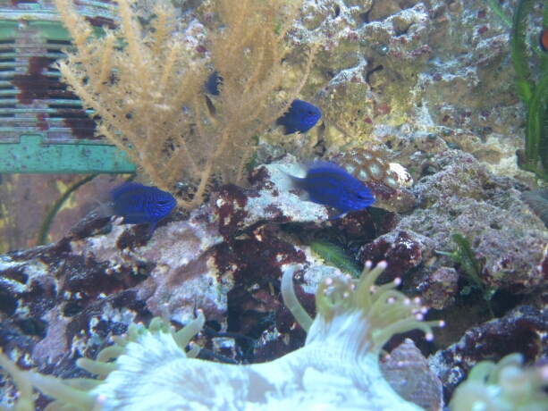 Riffbarsche – kleine blaue Demoisellen – Mein Meerwasseraquarium