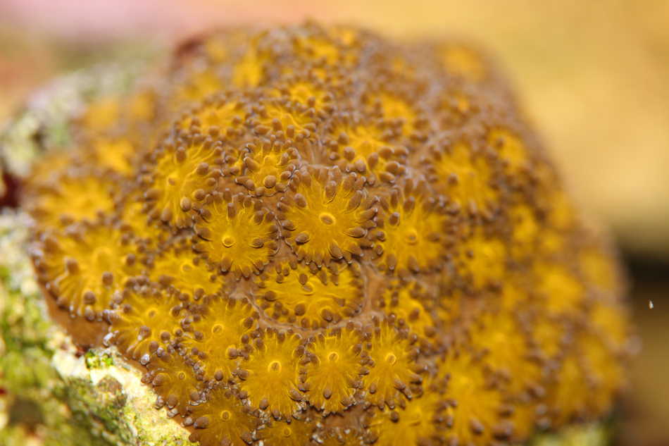 Leptastrea purpurea – Orange Eye – Mein Meerwasseraquarium