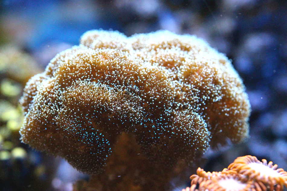 Pocillopora sp. – Mein Meerwasseraquarium